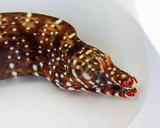 Enchelycore pardalis Drachenmuräne (c) bananyasan_0728.jpg