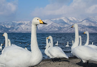 Singschwan (Cygnus cygnus) Hokkaidō, Japan. (c) Austin 0201.jpg