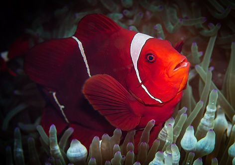 (c) Wayne and Pam Osborn.jpg