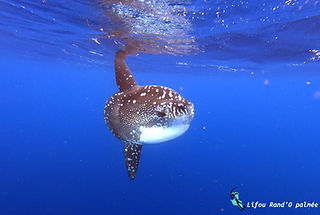 (c) elsa Freschet.jpg