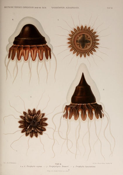 Die acraspeden Medusen der deutschen Tiefsee-Expedition 1898-1899. Mit Tafel I-VIII.jpg