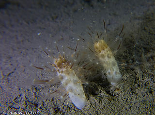 Cavernularia pusilla (c) Samuel JEGLOT_e