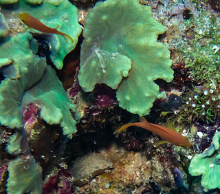 Sinularia brassica (c) portioid 2.jpg