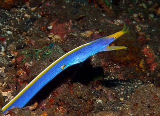 Rhinomuraena quaesita (c) Ron Greer 2.jpg