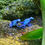 Miniaturbild: Azurblauer Baumsteiger (Dendrobates tinctorius)