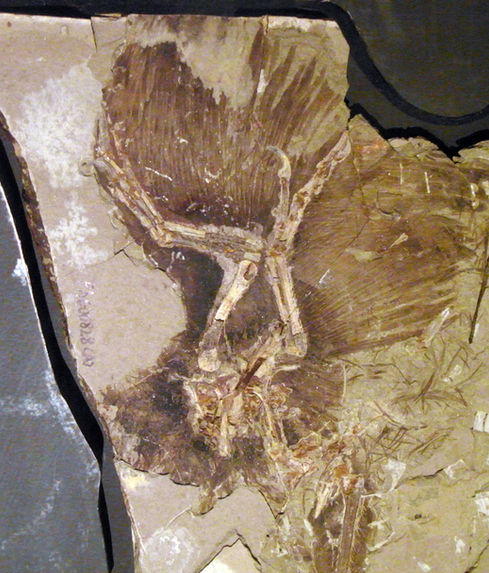 Anchiornis huxleyi is an important source of information on the early evolution of birds in the Late Jurassic period.jpg