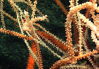 Eknomisis dalioi 2Deep Atlantic Stepping Stones Research Team; IFE; URI-IAO and NOAA.jpg