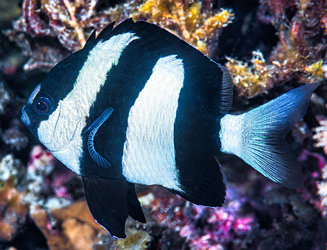 (c) Francois Libert_edited.png