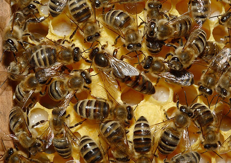 Bienenkoenigin_43a_edited.jpg