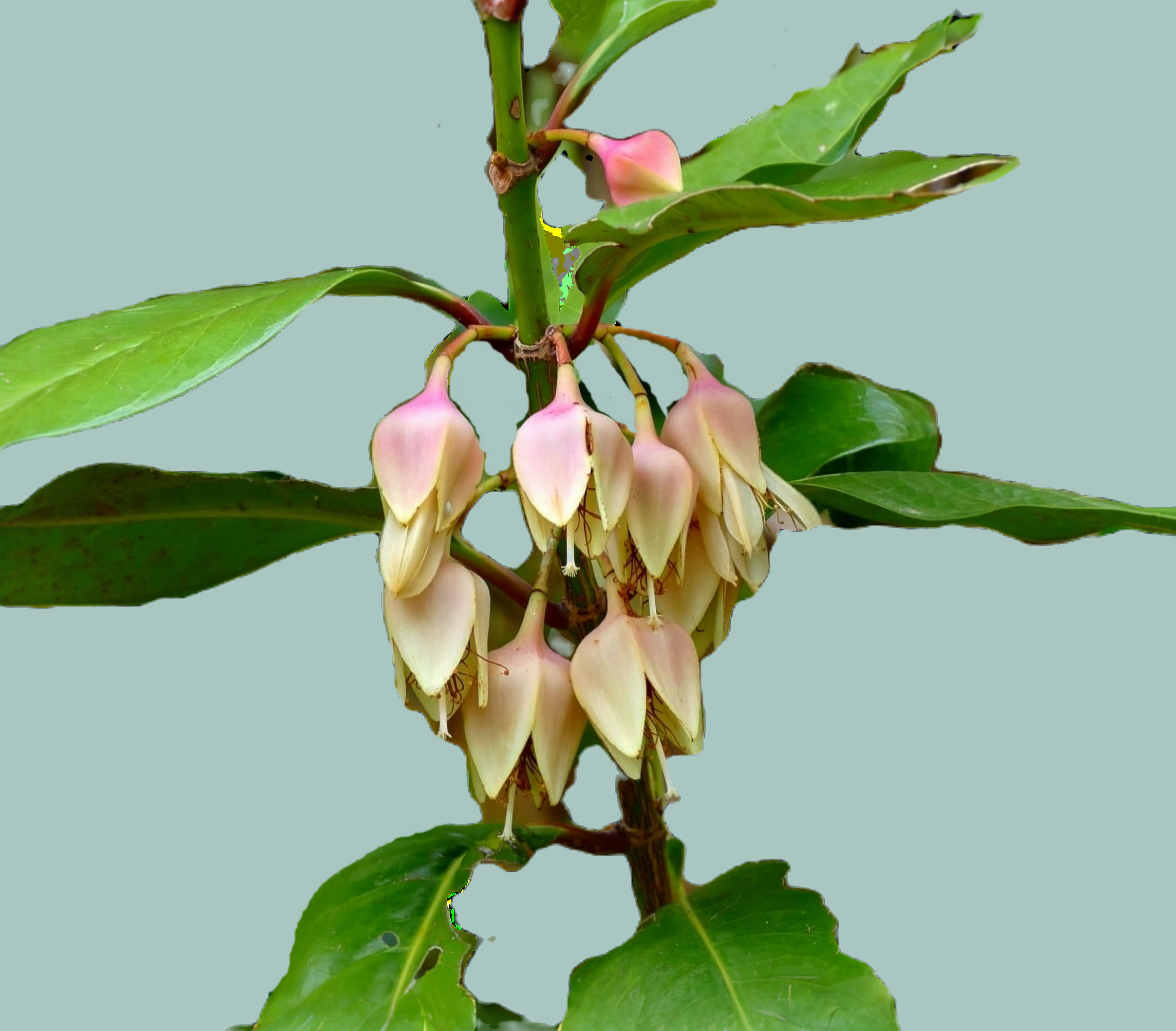 Bergmangrove (Crossostylis grandiflora)