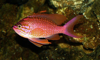 Anthias anthias Mittelmeer-Fahnenbarsch.jpg