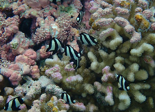 (c) Mike Burnett.jpeg