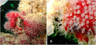 Stragulum bicolor 2_edited.jpg