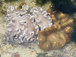 Lobophytum venustum (c) budak.jpg