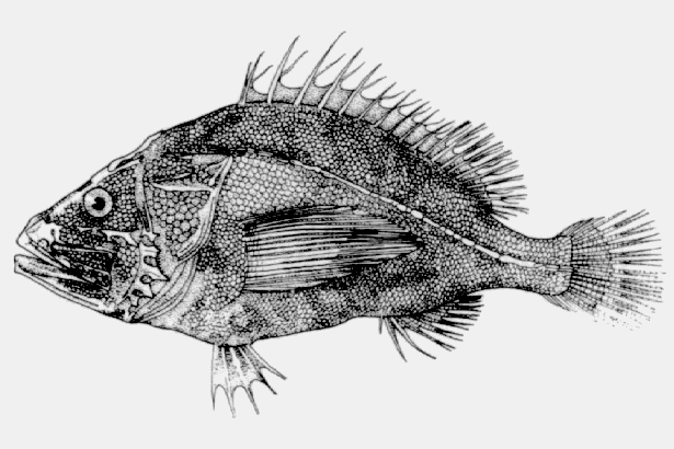 Ectreposebastes imus.gif