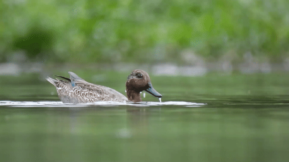 Eurasische Krickente Anas crecca ssp. crecca (c) abujudy.gif