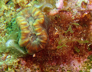 Balanophyllia_europaea,_Águilas.jpg