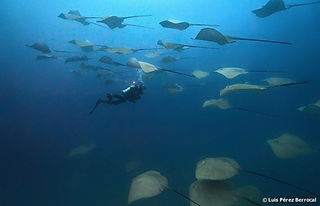 Pateobatis fai) (c) Luis P. B_edited.jpg