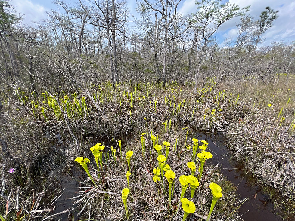 Miniaturbild: Gelbe Schlauchpflanze (Sarracenia flava)