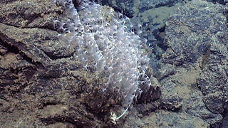 Chrysogorgia sp_edited.jpg