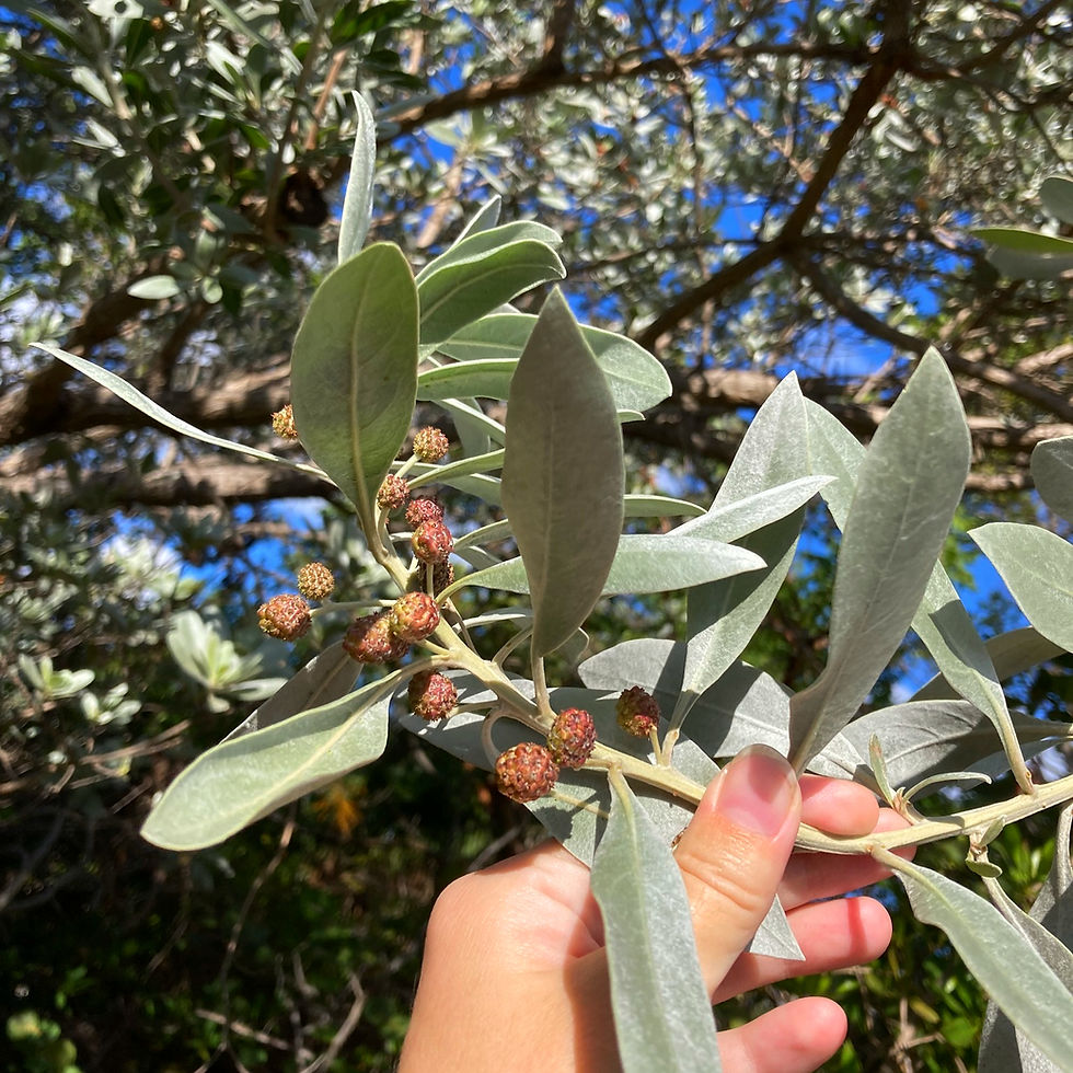 Miniaturbild: Knopfmangrove (Conocarpus erectus var. sericeus)
