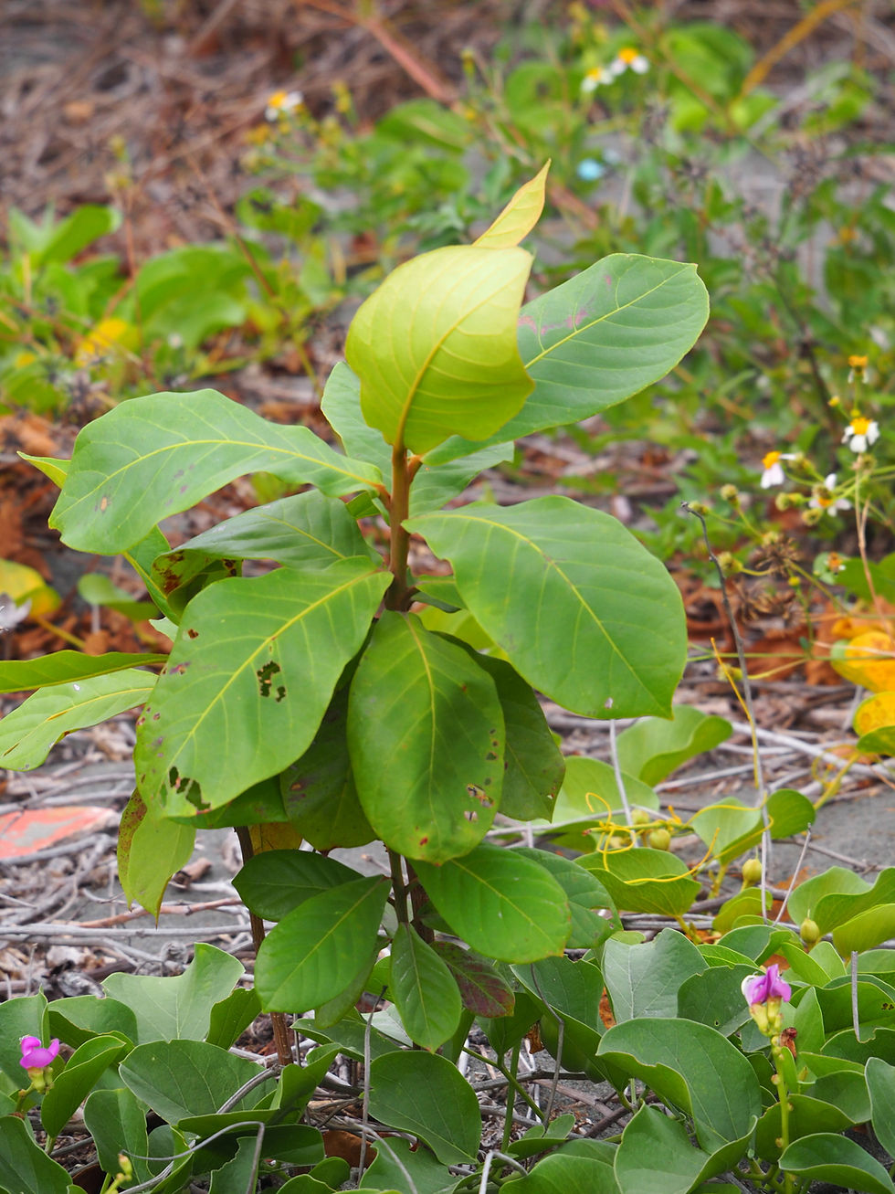 Miniaturbild: Seemandelbaum (Terminalia catappa)