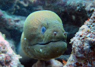 Gymnothorax javanicus Riesenmuräne (c) Roxanne Lazarus.jpg