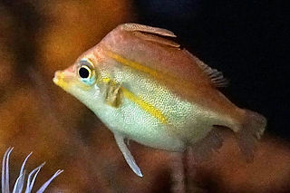 Triacanthodes anomalus_edited.jpg