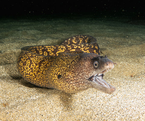 Muraena helena (c) josepvilanova.jpg