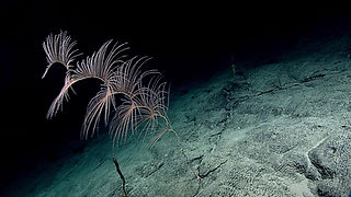 Iridogorgia magnispiralis 2.jpg