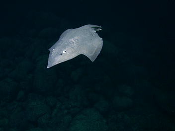 Bathyraja spinosissima (c) Fisheries and Oceans Canada.gif