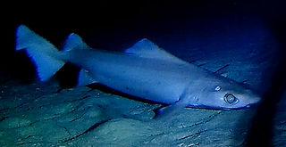 Centrophorus squamosus (c) jgrimshaw_edi