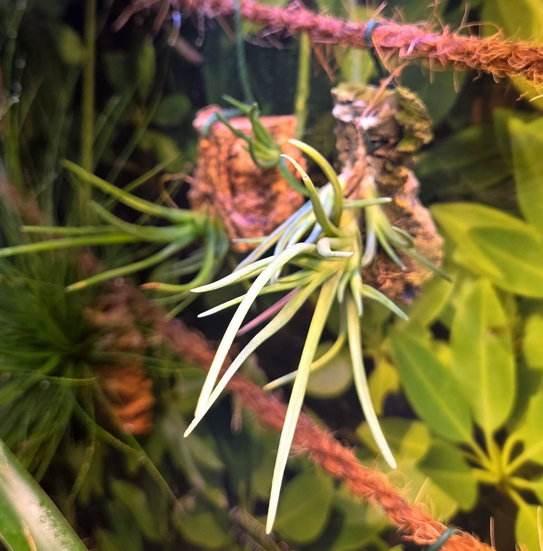 Tillandsia albertiana