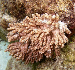 Cladiella sp_edited.jpg