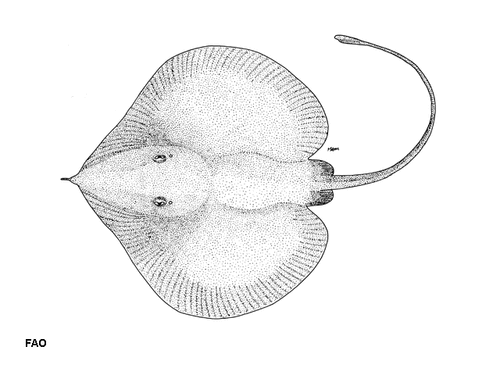 Sinobatis melanosoma (c) FAO.gif