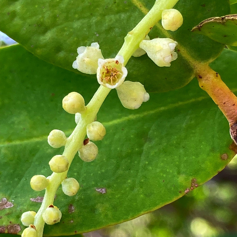 Miniaturbild: Weiße Mangrove (Laguncularia racemosa)