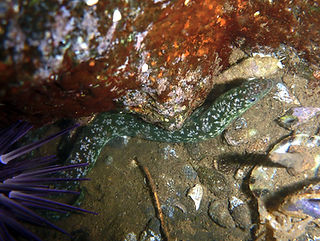 Uropterygius xanthopterus.jpg