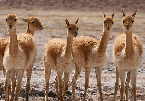 (c) Lee E. Harding.jpeg