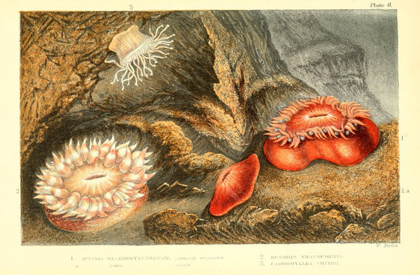 Glaucus,_or,_The_wonders_of_the_shore_(Plate_6)_Glaucus, or, The wonders of the shore by Charles Kingsley.(6874508070).jpg