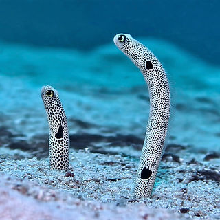 (c) Albert Kang_edited.jpg