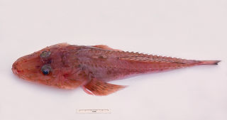 Hoplichthys haswelli (c) Ken Graham.jpg