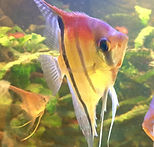 6af55514-fa1c-4c68-af38-79b3a1a658bf_edi