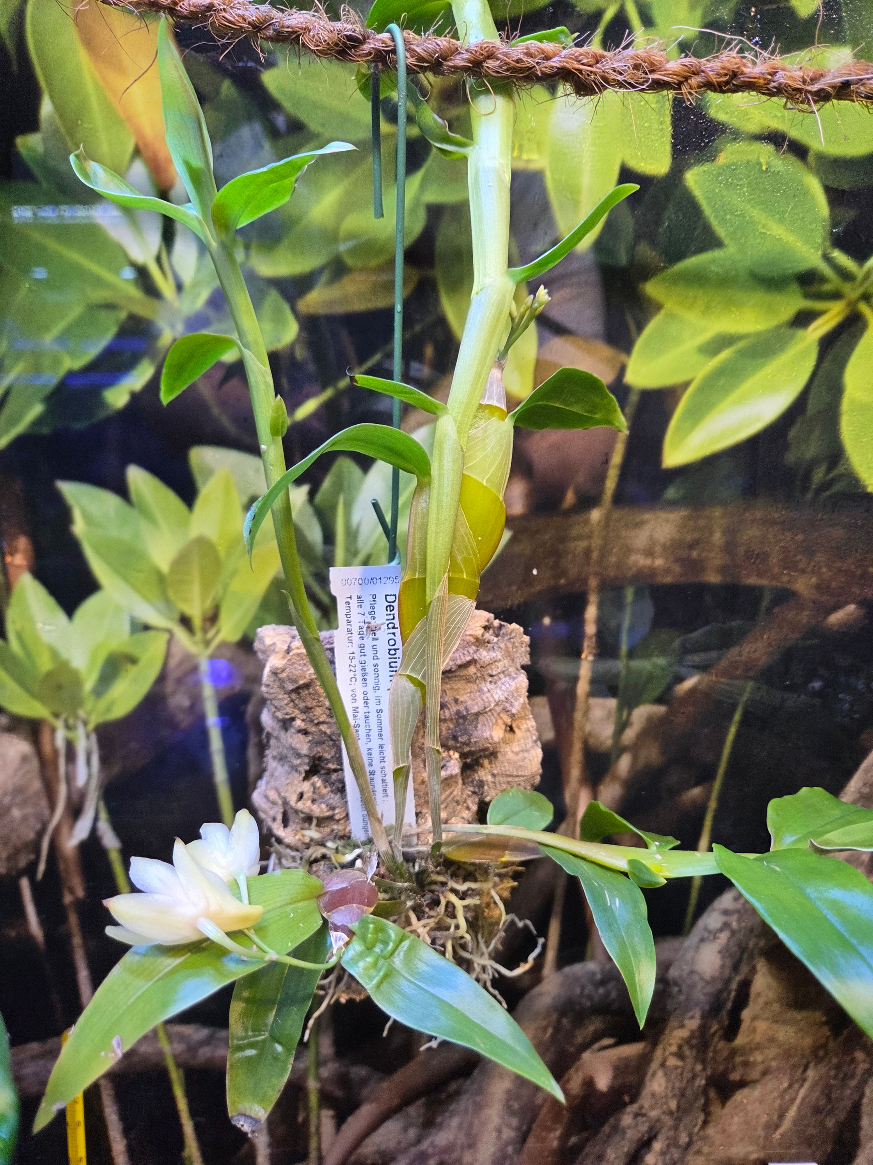 Dendrobium platygastrium