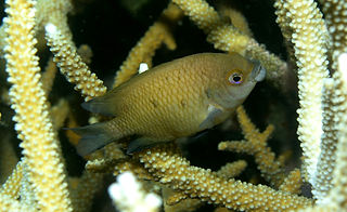 Cheiloprion labiatus (c) SLouisy_edited.