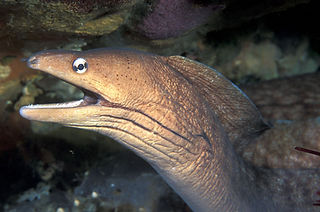 Gymnothorax nubilus_edited.jpg
