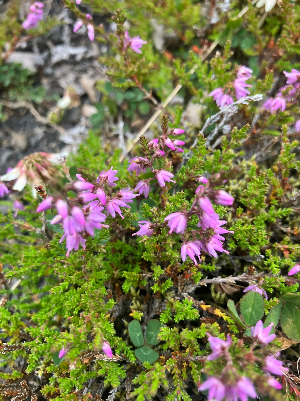 Miniaturbild: Besenheide (Calluna vulgaris)