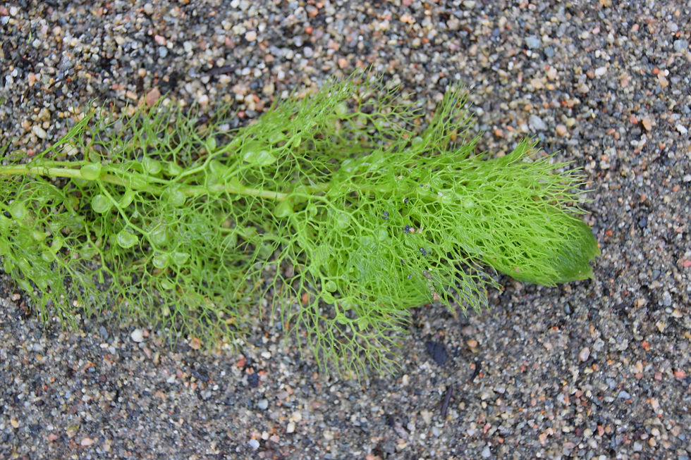 Miniaturbild: Wasserschlauch (Utricularia vulgaris)
