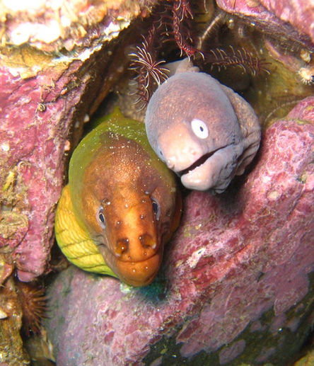 Gymnothorax_prasinus_and_Gymnothorax_thrysoideus.jpg