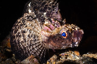 Glyptauchen panduratus (c) Matty Testoni