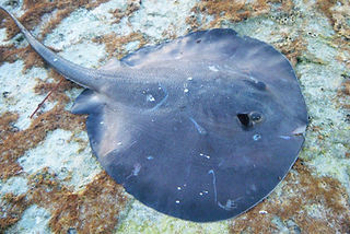 Styracura schmardae (c) valeriia.jpg